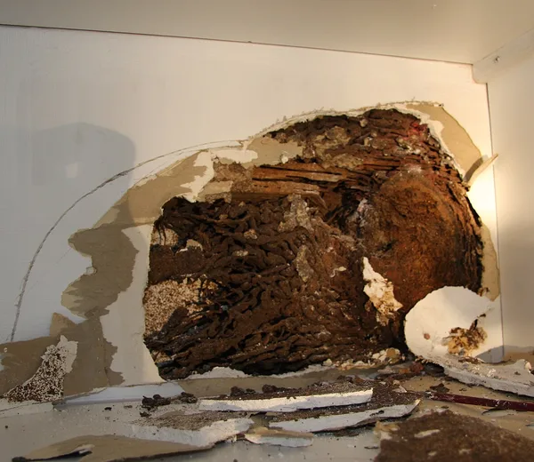 Mur rongé de l’intérieur par des termites