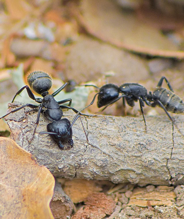 Fourmis charpentières