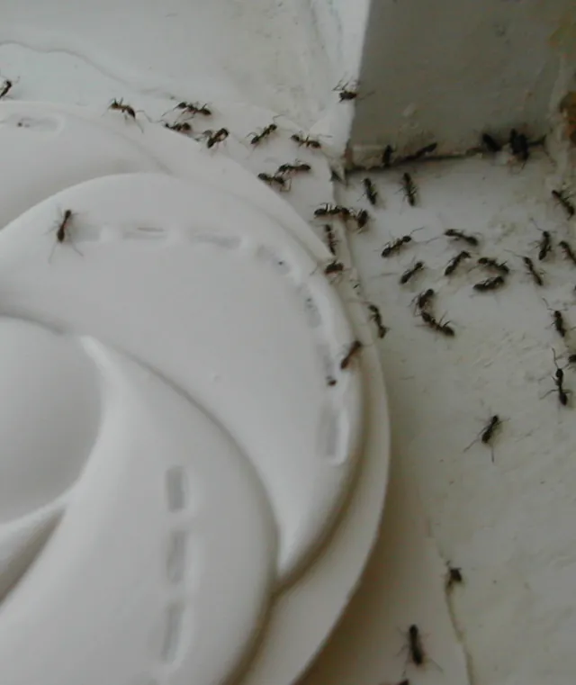 Fourmis