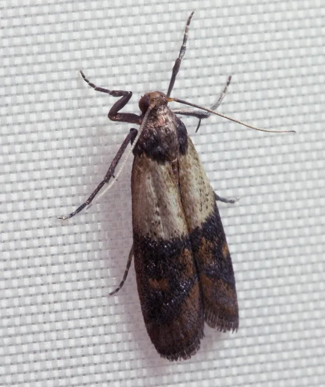 Mites alimentaires