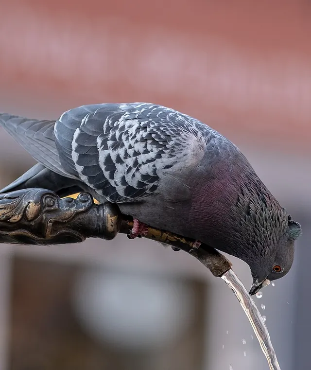 Pigeons et oiseaux nuisibles