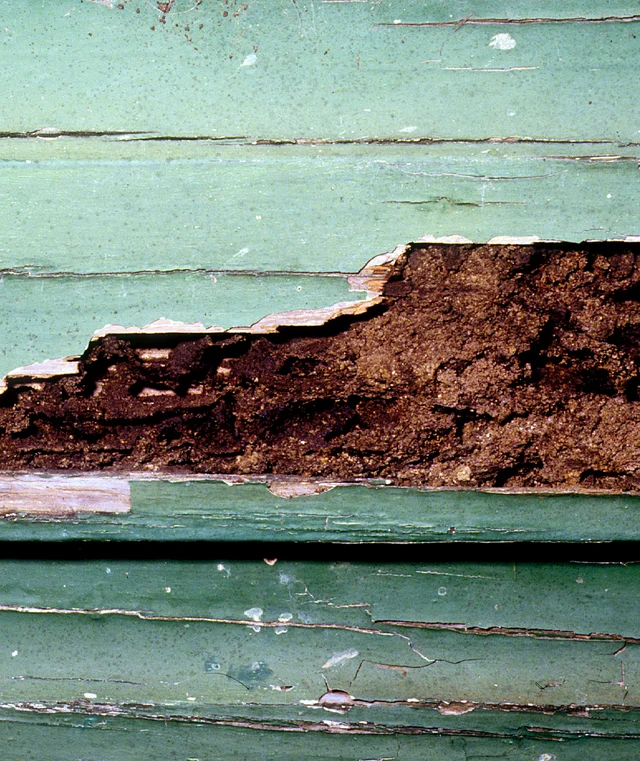Termites