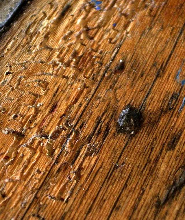 Vers du bois et vrillettes